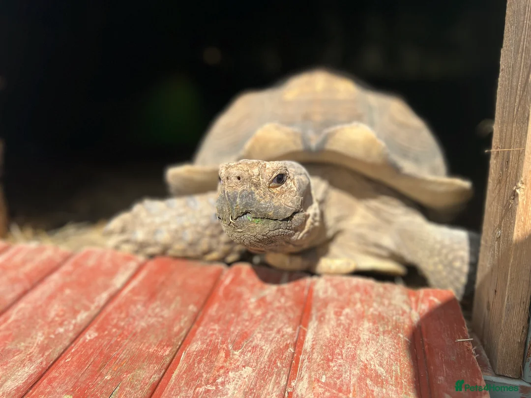 Tortoise reptiles for sale: Sulcata tortoise: 17 years old male  in Cranleigh - Advert 5