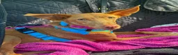 Ibizan Hound dogs for adoption: Cris - sweet female Podenco  in Ware - Advert 6