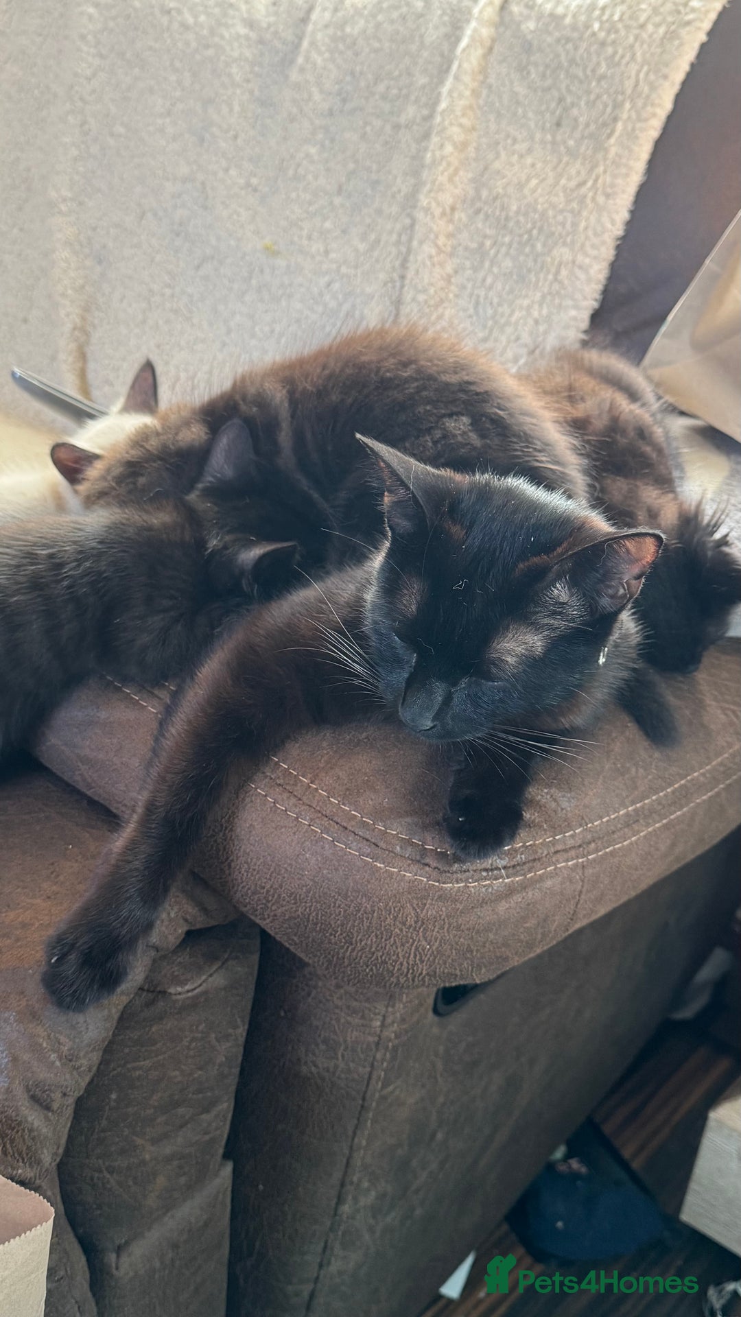 Ragdoll cats for sale: 3/4 ragdoll black kittens - Image 7