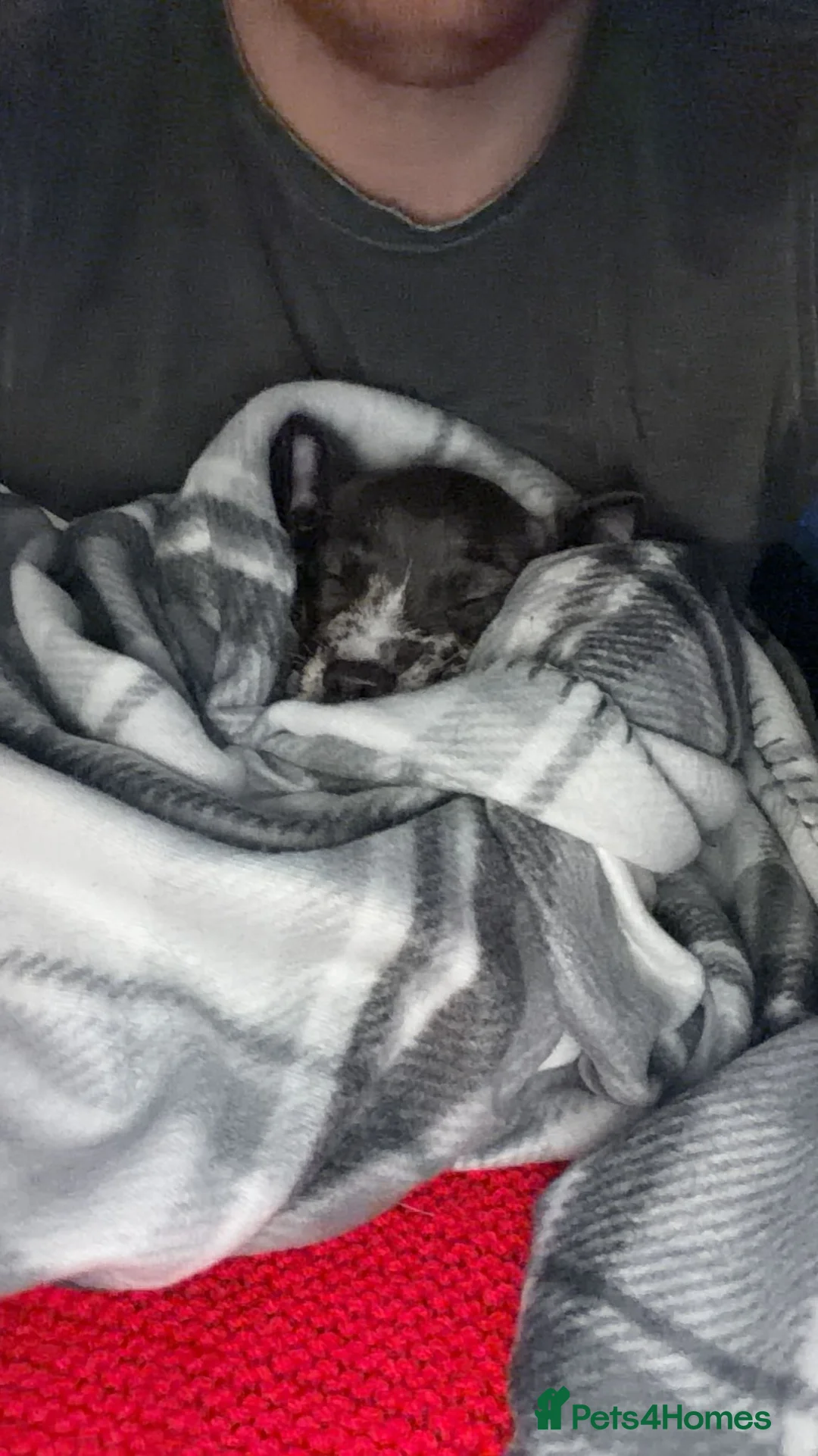 Mixed Breed dogs for sale: French Wheener - Advert 4