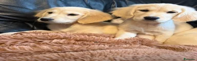 Golden Retriever 5