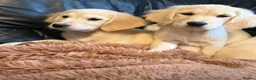 Golden Retriever dogs for sale: KC registered golden retriever puppies  - Advert 7