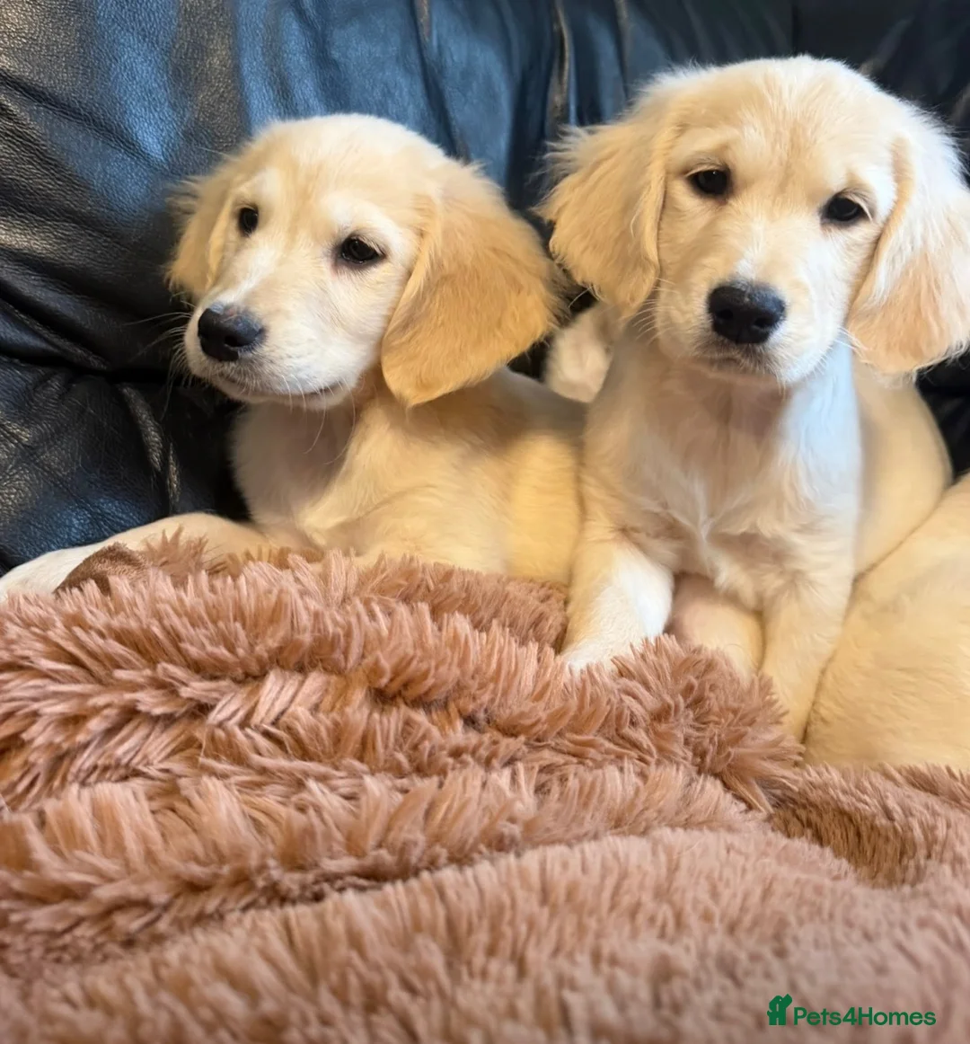 Golden Retriever dogs for sale: KC registered golden retriever puppies  - Advert 7