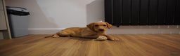 Labrador Retriever dogs for sale: Stunning KC Fox Red & Yellow Labrador Puppies - Advert 22