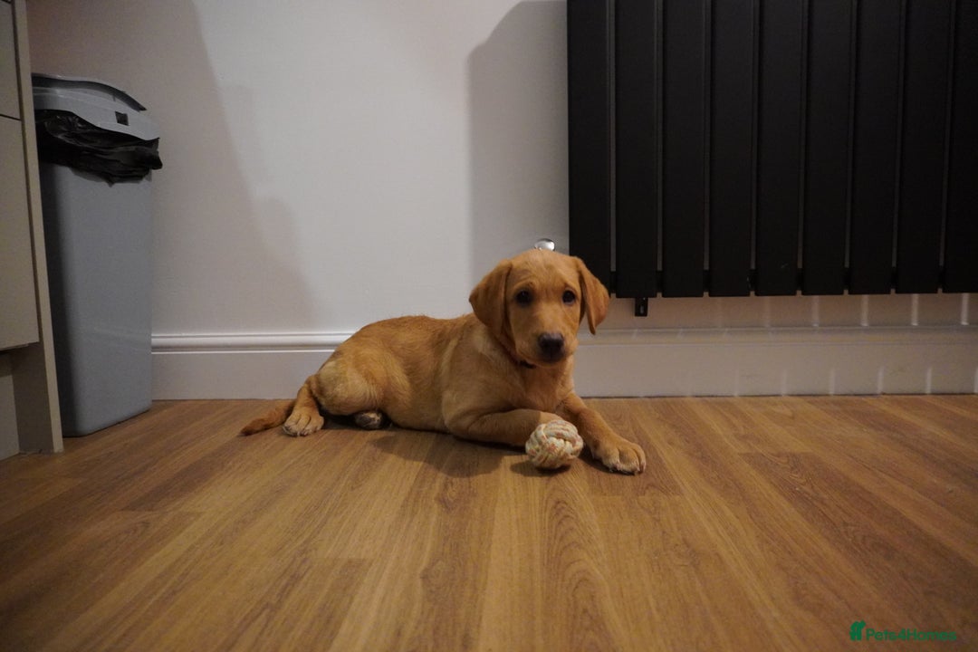 Labrador Retriever dogs for sale: Stunning KC Fox Red & Yellow Labrador Puppies - Advert 22