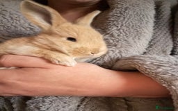 Continental Giant rabbits for sale: Pure Bred Continental Giant Rabbits  - Image 16