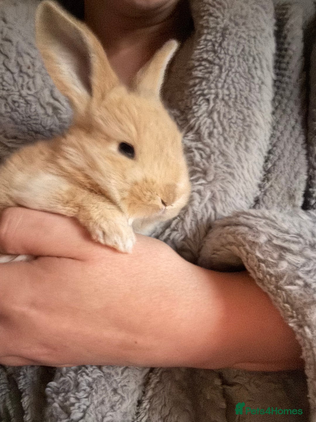 Continental Giant rabbits for sale: Pure Bred Continental Giant Rabbits  - Image 16