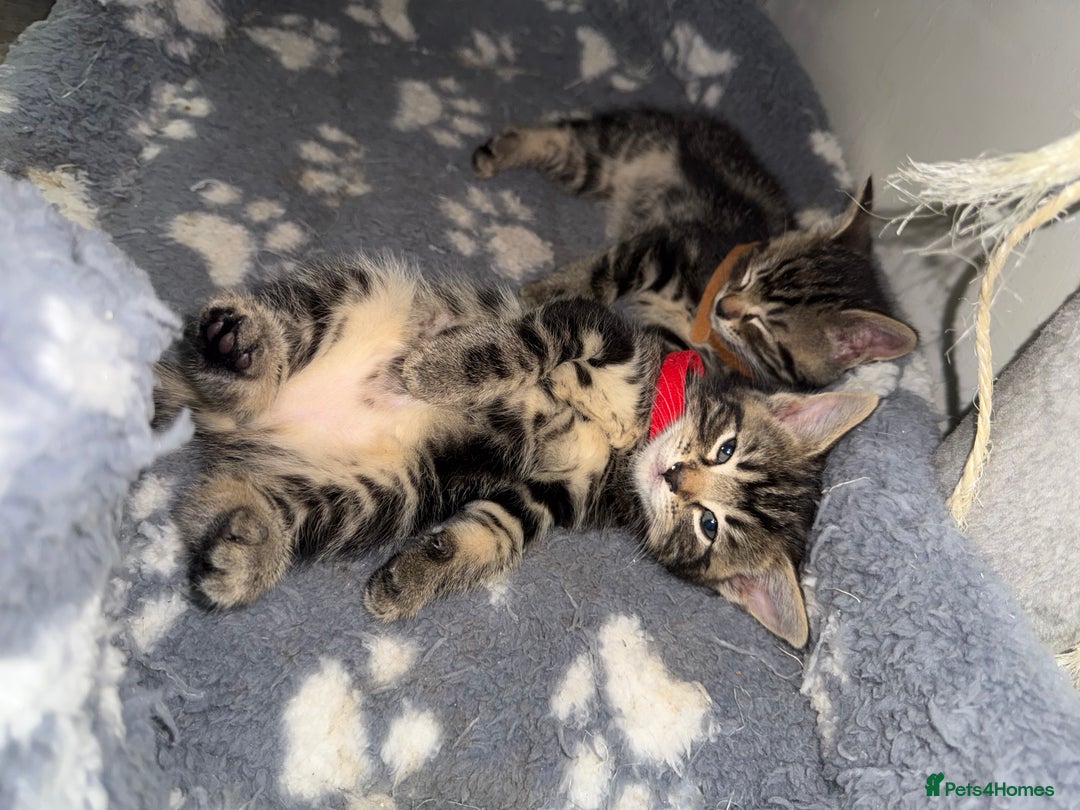 Mixed Breed cats for sale: Beautiful Kittens for sale!  - Image 7