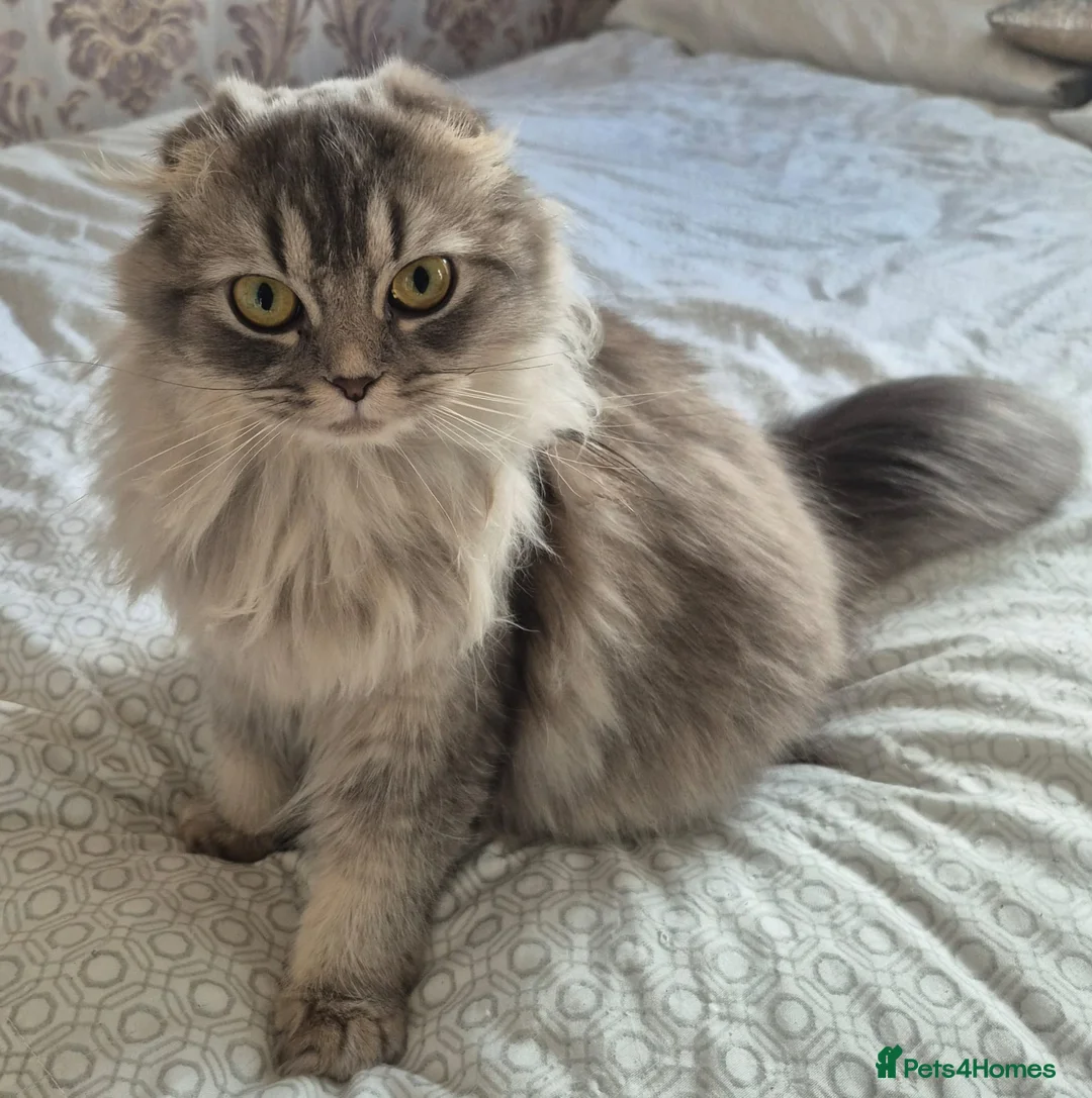 Scottish Fold cats for sale: Beautiful grey Female Scottish fold  - Advert 1