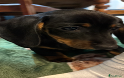 Dachshund dogs for sale: 5 stunning Dachshund puppies - Image 28