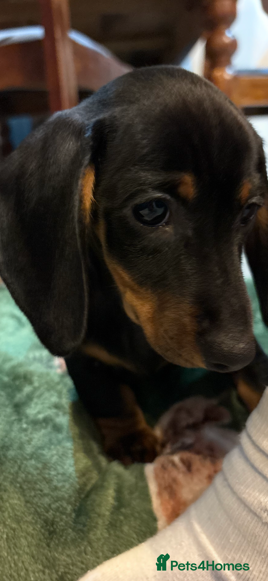 Dachshund dogs for sale: 5 stunning Dachshund puppies - Image 28