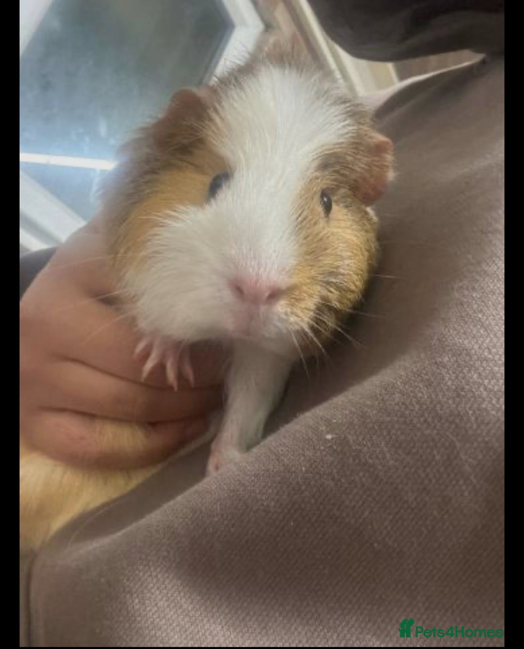 Guinea Pig rodents for sale: 2 male guinea pigs with cage+extras included  - Advert 3