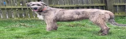 Irish Wolfhound dogs for sale: Stunning Irish Wolfhound Pups  - Advert 24