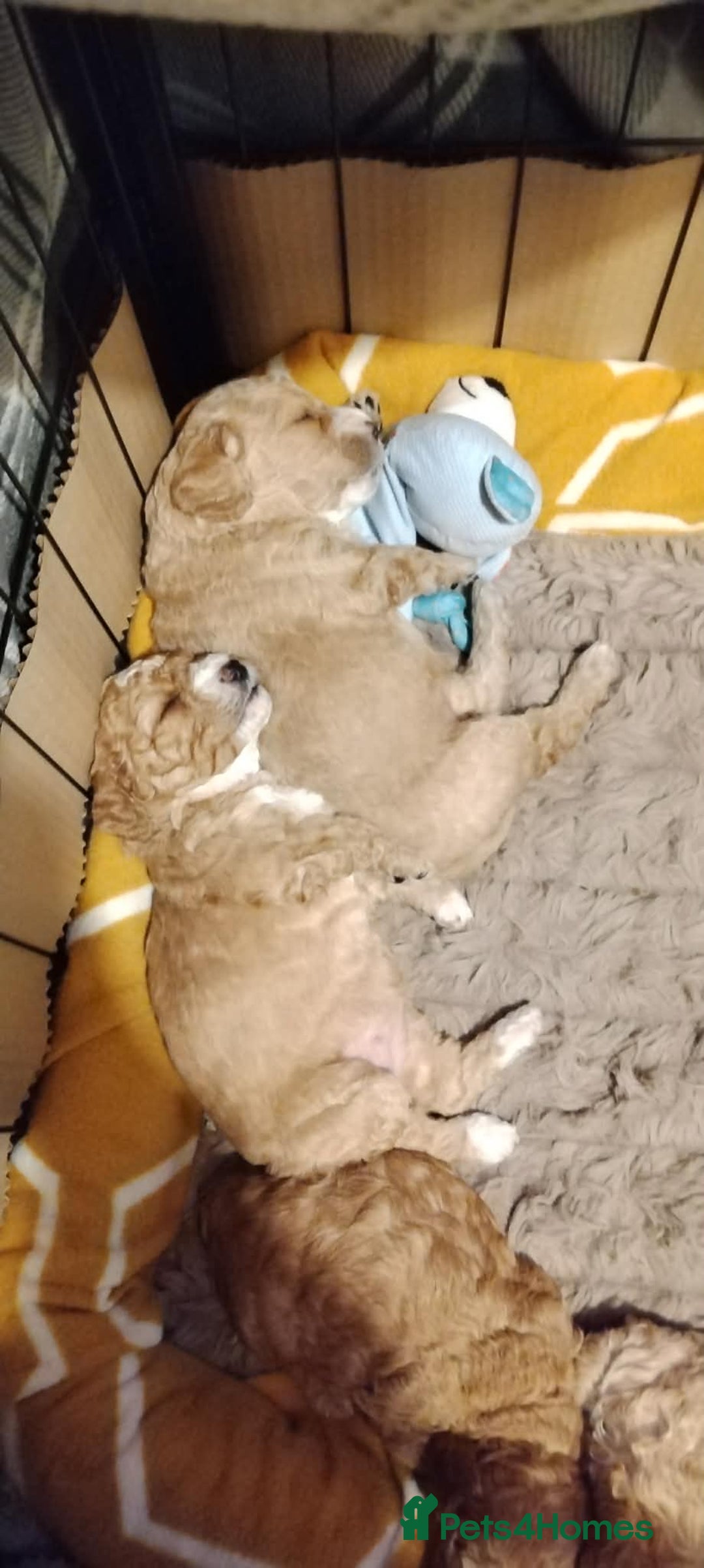 Mixed Breed dogs for sale: Adorable Maltipoo/Cockapoo Puppies - Advert 3