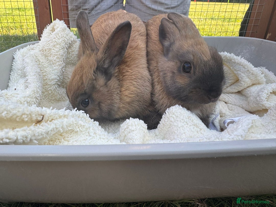 Netherland Dwarf rabbits for sale: Netherland Dwarf Bunnies available 17/06/2025 in Leatherhead - Image 12
