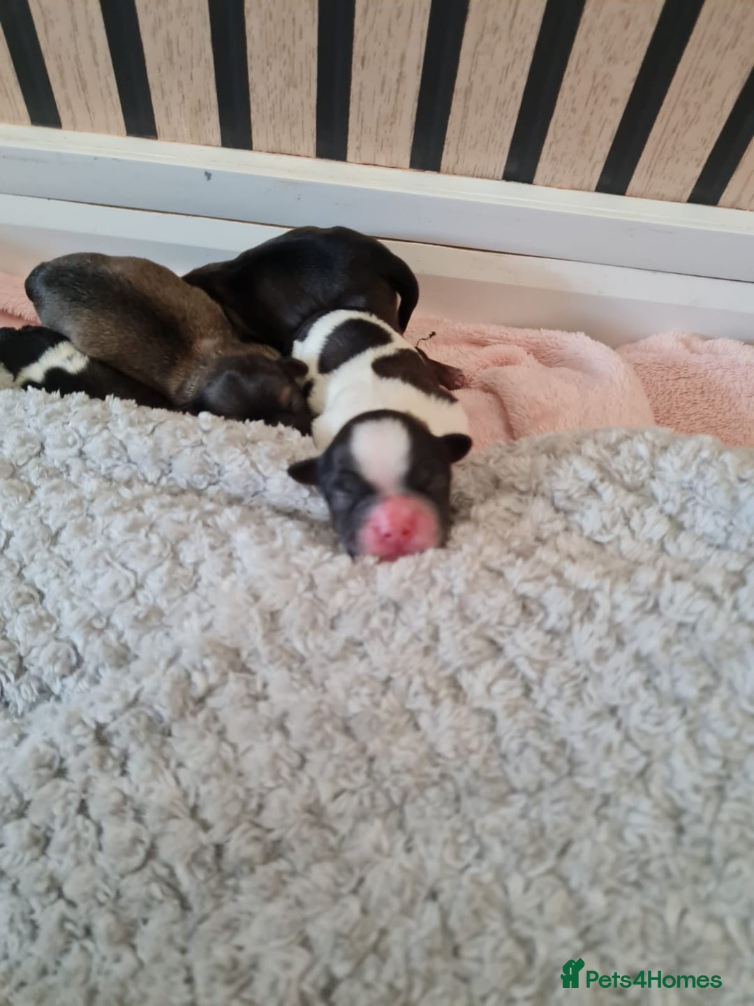 Shorkie dogs for sale: Shorkie pups - Image 13