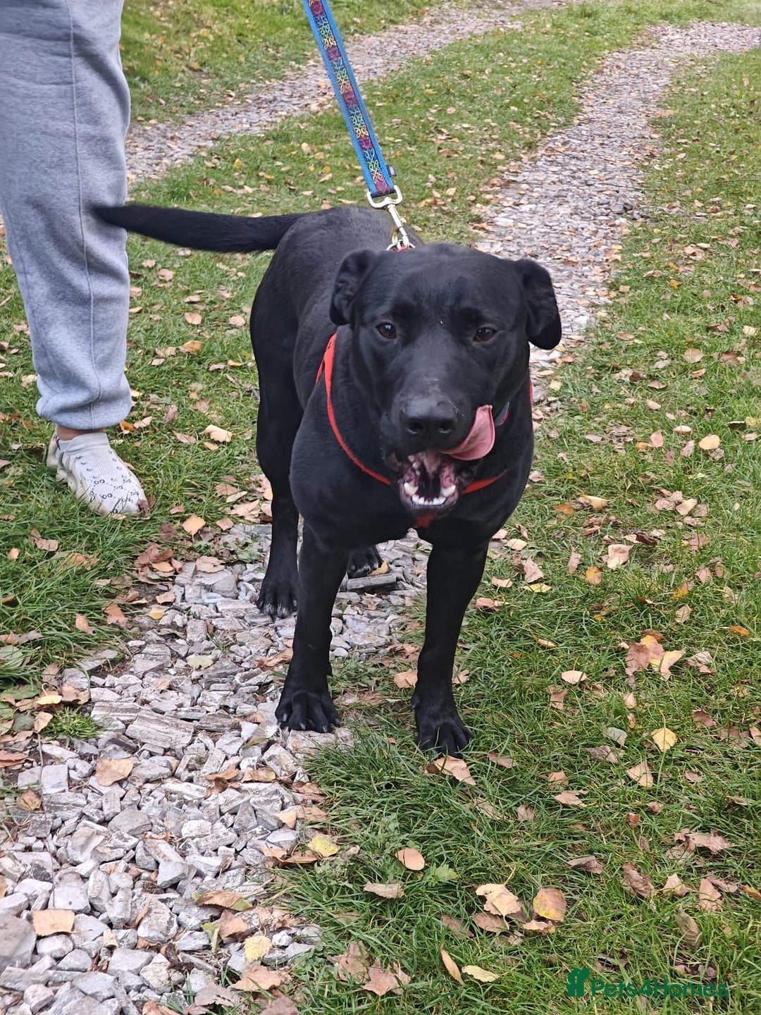 Mixed Breed dogs for adoption: ❤️NICOL❤️- Kind and Joyful 2-3 yo Labrador girl - Advert 8
