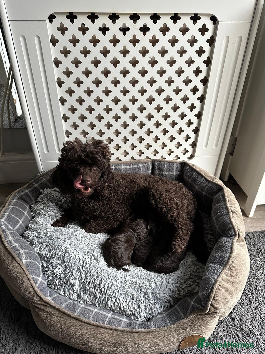 Miniature Poodle dogs for sale: Beautiful Girls!!! - Advert 6