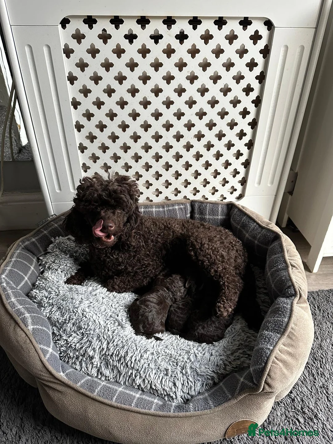 Miniature Poodle dogs for sale: Beautiful Girls!!! - Advert 6