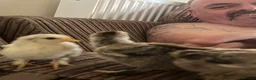 Chickens poultry for sale: Brahma chicks silver laces for sale - Advert 2