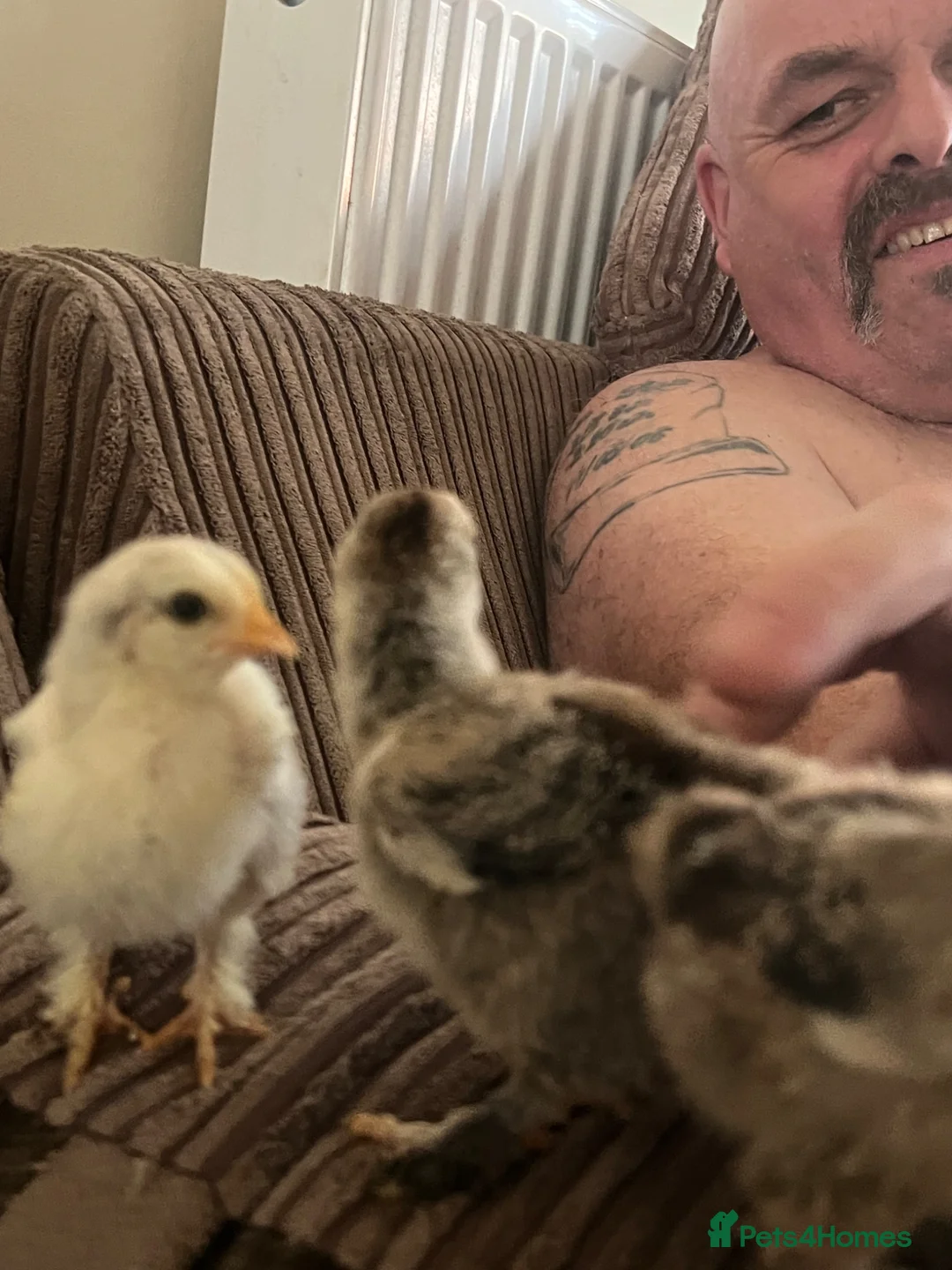 Chickens poultry for sale: Brahma chicks silver laces for sale - Advert 2