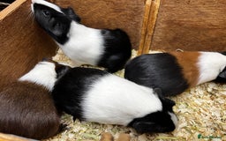 Guinea Pig rodents for sale: Bonded male/ boar guinea pigs  - Image 12