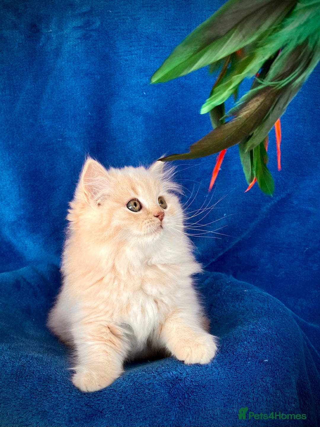British Longhair cats for sale: Champion line kittens with excellent pedigrees - Image 10
