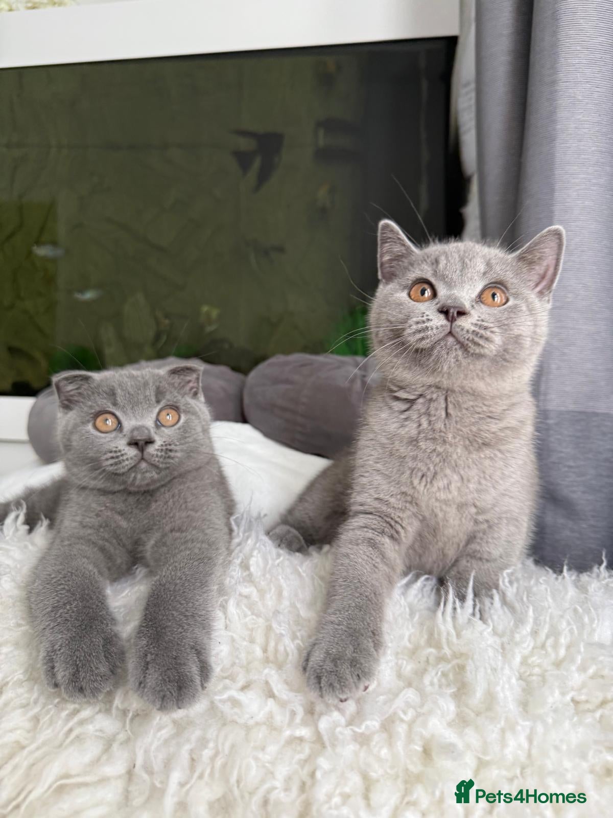 Scottish Fold cats 2 Scottish Fold & Straight Ear Kittens - Advert 1