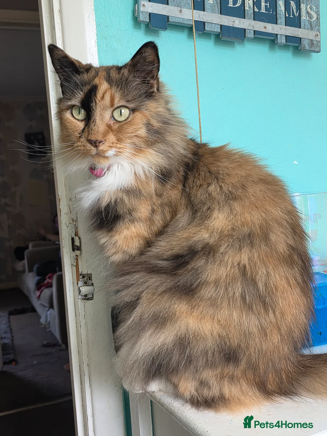 Mixed Breed cats for sale: Female cat needs new home ASAP  - Advert 2