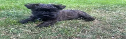 Cairn Terrier dogs for sale: KC Registered Cairn Terrier Pups - Advert 6