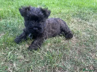 Cairn Terrier dogs One Left 🩵 Cairn Terrier Pups - Advert 6