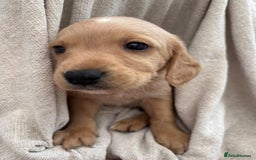 Labrador Retriever dogs for sale: Stunning Labrador puppies ready Wednesday!!! - Image 8
