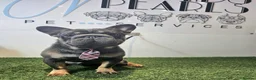 French Bulldog dogs for stud: Randy Available for stud in Burton-on-Trent - Advert 2