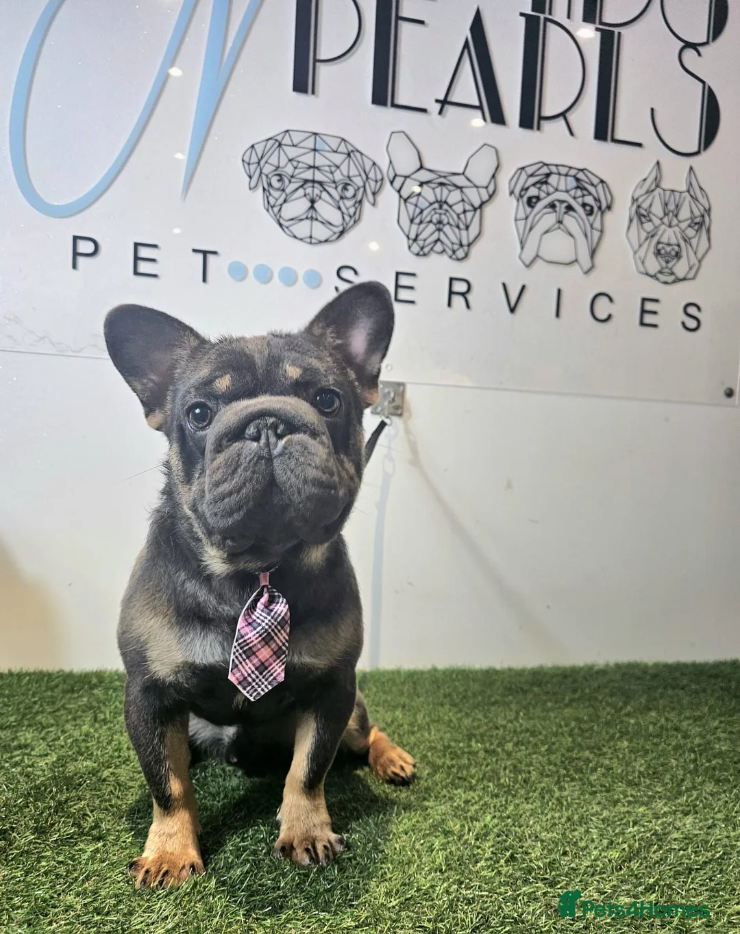French Bulldog dogs for stud: Randy Available for stud in Burton-on-Trent - Advert 2