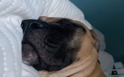 Cane Corso dogs for sale: Two beautiful cane corsos looking to be rehomed - Image 14