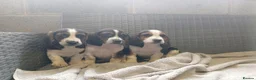 Mixed Breed dogs for sale: Beagle x basset  in Rhayader - Advert 4