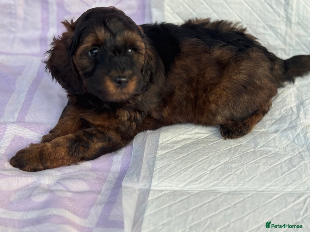 Cockapoo dogs for sale: Gorgeous Cockerpoo F1b - Image 37