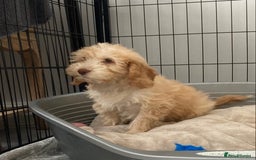 Cockapoo dogs for sale: STUNNING F1 COCKAPOO PUPPIES  - Image 5