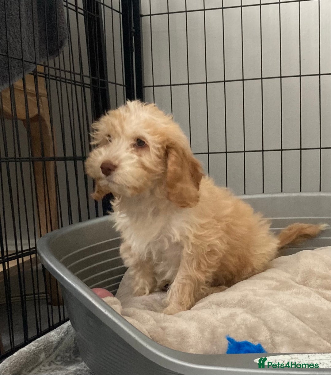 Cockapoo dogs for sale: STUNNING F1 COCKAPOO PUPPIES  - Image 5