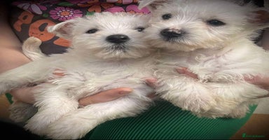 West Highland Terrier dogs - Advert 2