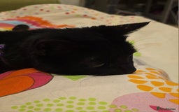 Mixed Breed cats for sale: Loki & Nova - Image 12