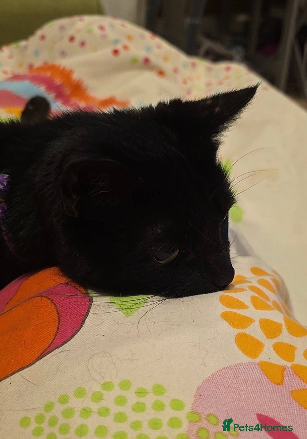 Mixed Breed cats for sale: Loki & Nova - Image 12