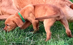 Labrador Retriever dogs for sale: Amazing Red/Black Lab Pups To Loving Pet Families - Image 8