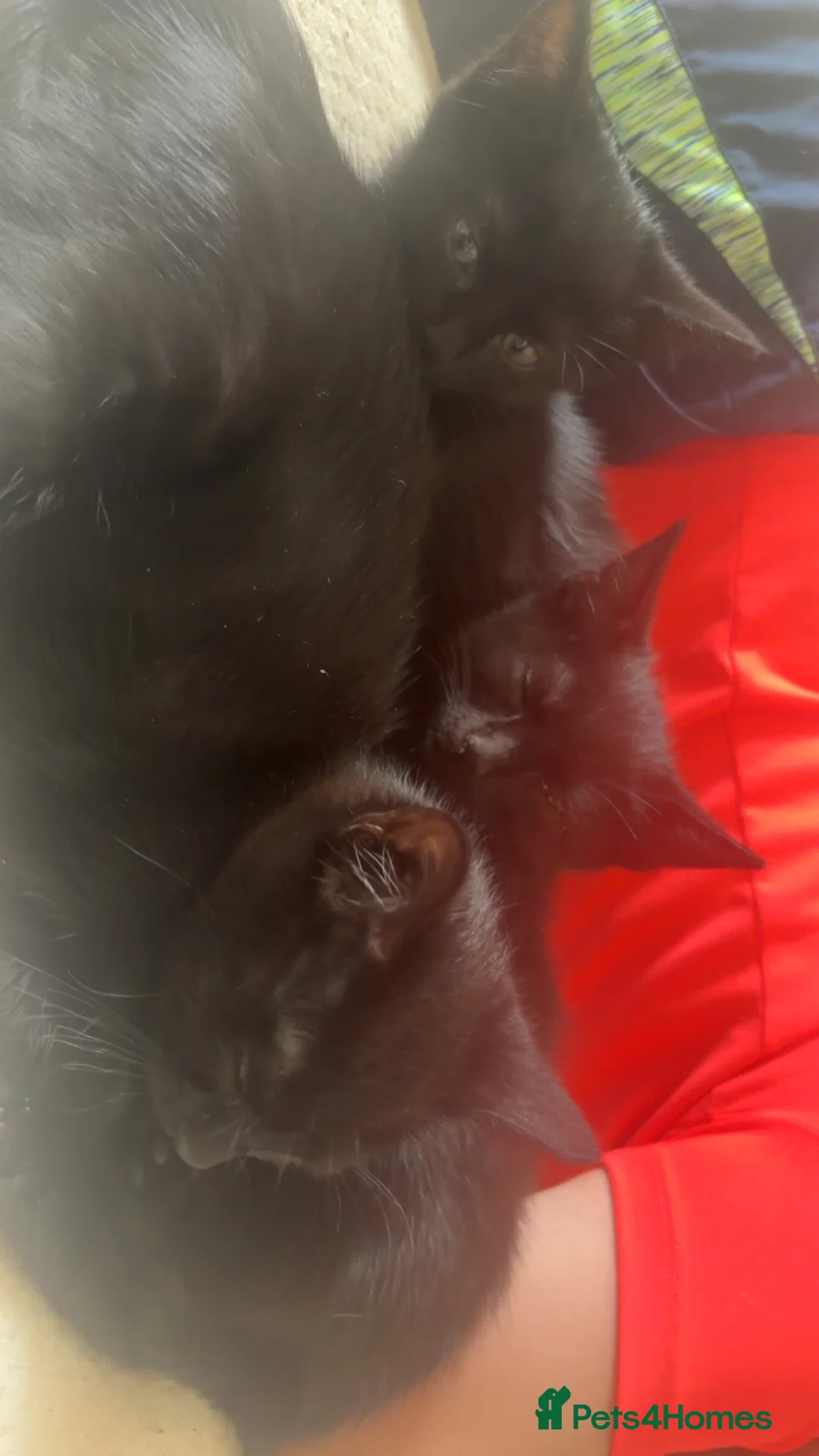 Mixed Breed cats for sale: Black cats  in Brighton - Advert 2