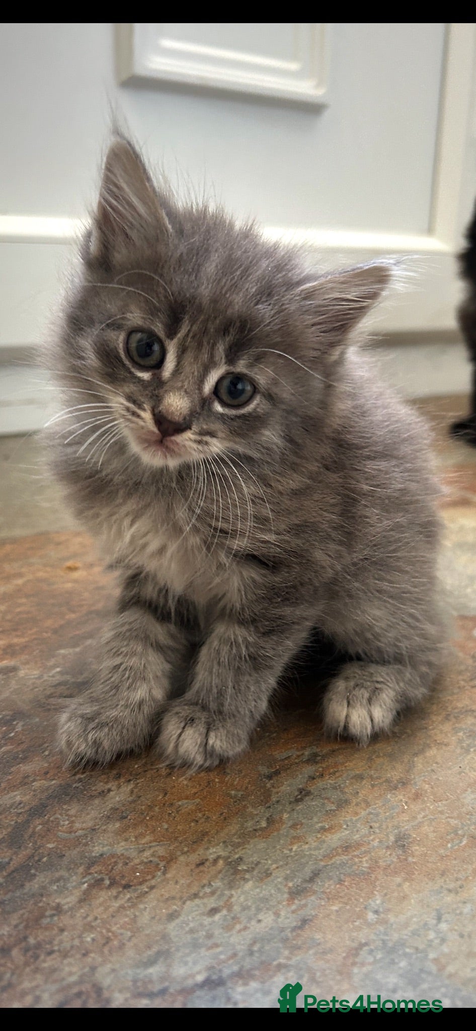 Mixed Breed cats Kittens  - Advert 4
