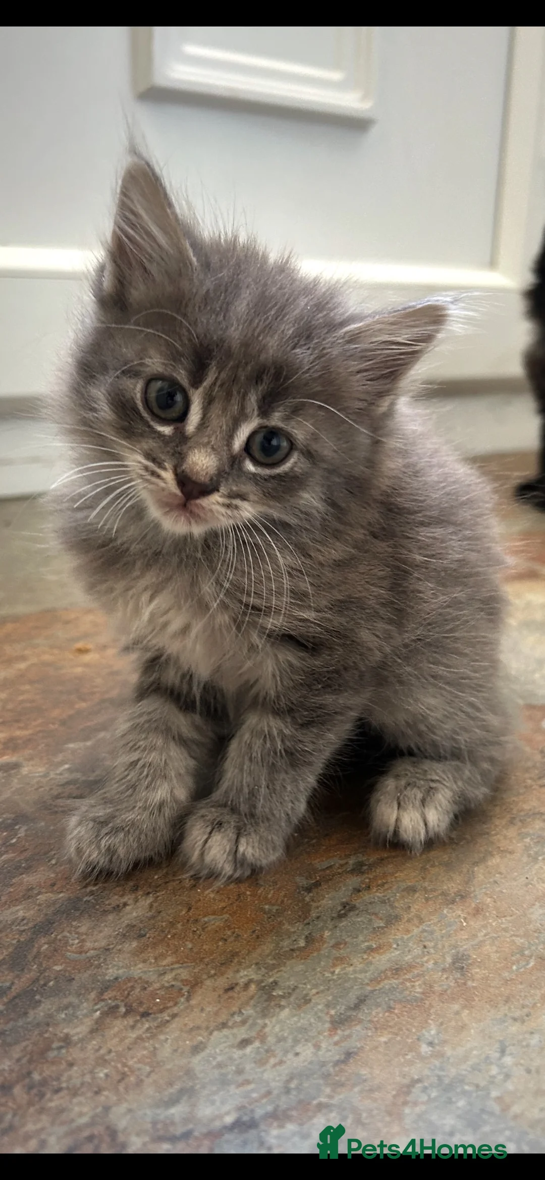 Mixed Breed cats for sale: Kittens  - Advert 1