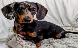Miniature Dachshund dogs for sale: Miniature Dachshund Puppies  - Image 15