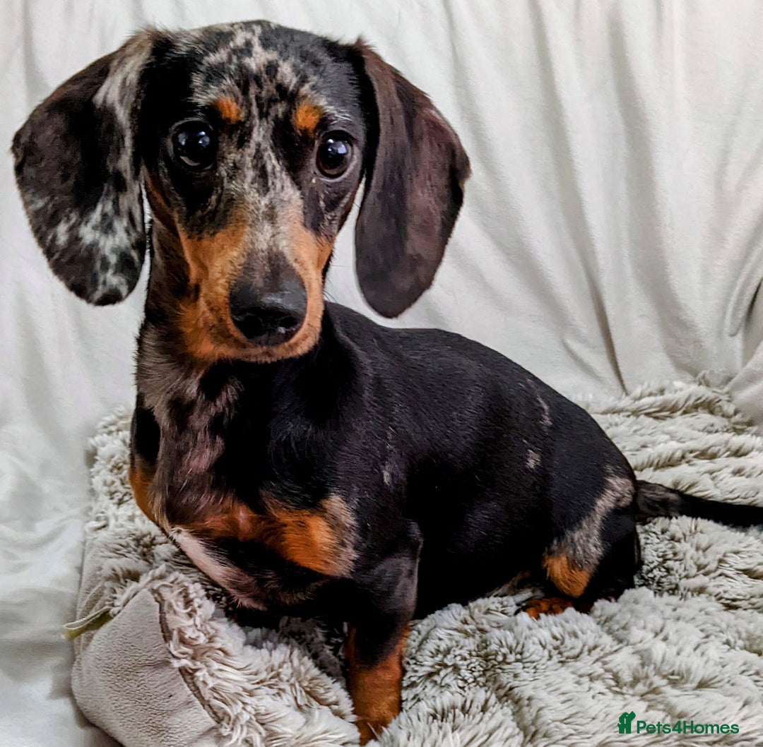 Miniature Dachshund dogs for sale: Miniature Dachshund Puppies  - Image 15