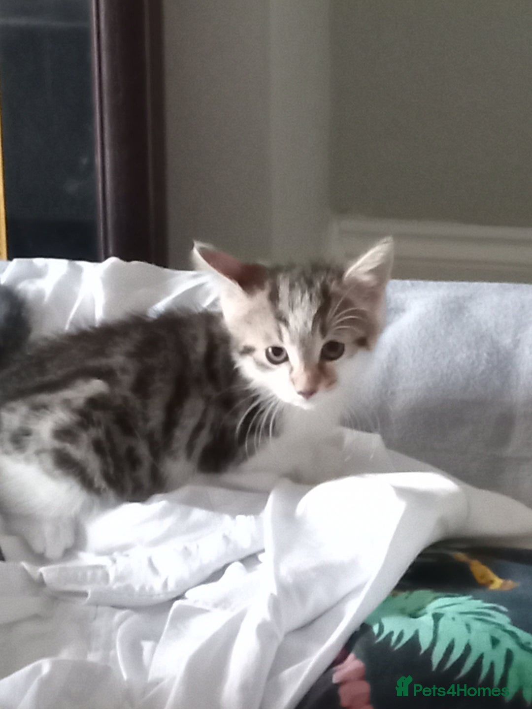 British Shorthair cats for sale: Kittens - Image 4