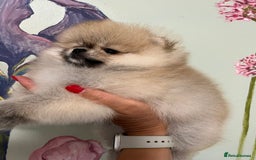 Pomeranian dogs for sale: Amazing Pom Puppies from Five Star breeder.  - Image 12